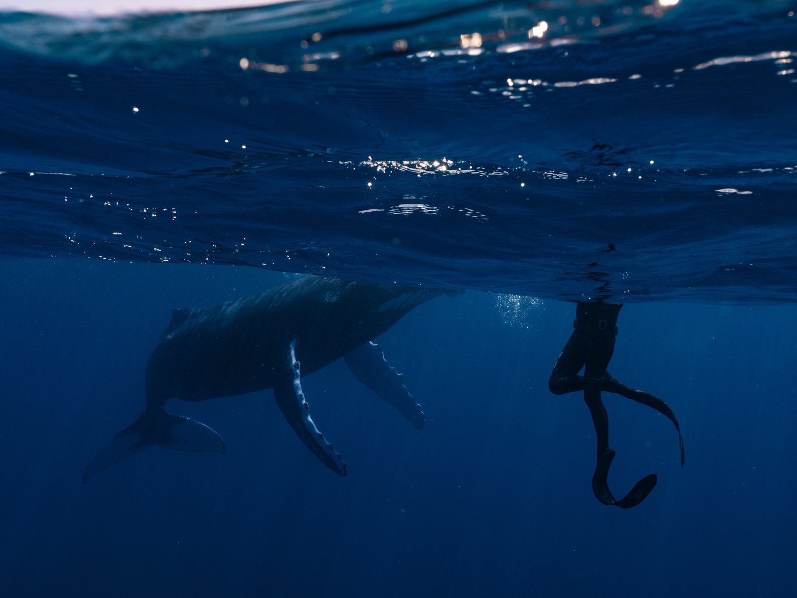 Field section background image