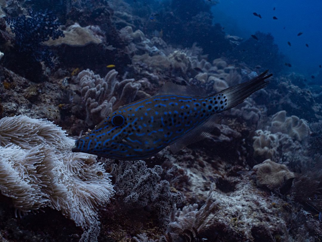 Crew in Raja Ampat 005