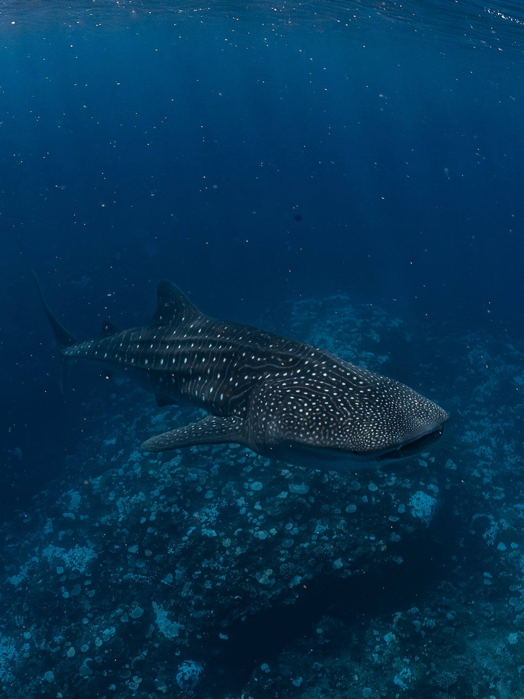 Whale shark in deep blue water