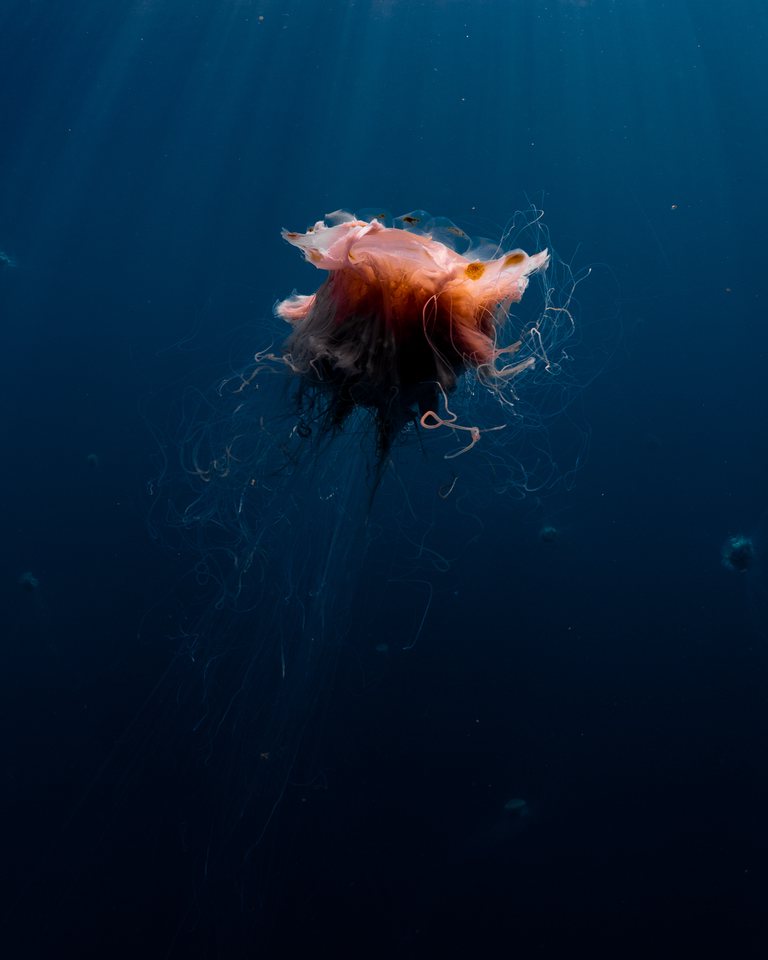 Jellyfish ningaloo 003