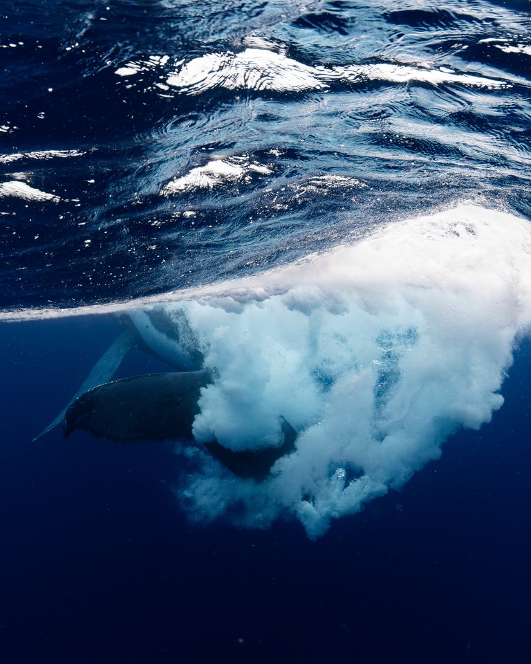 phish-waterhabitat-Whale-tonga-2025-008