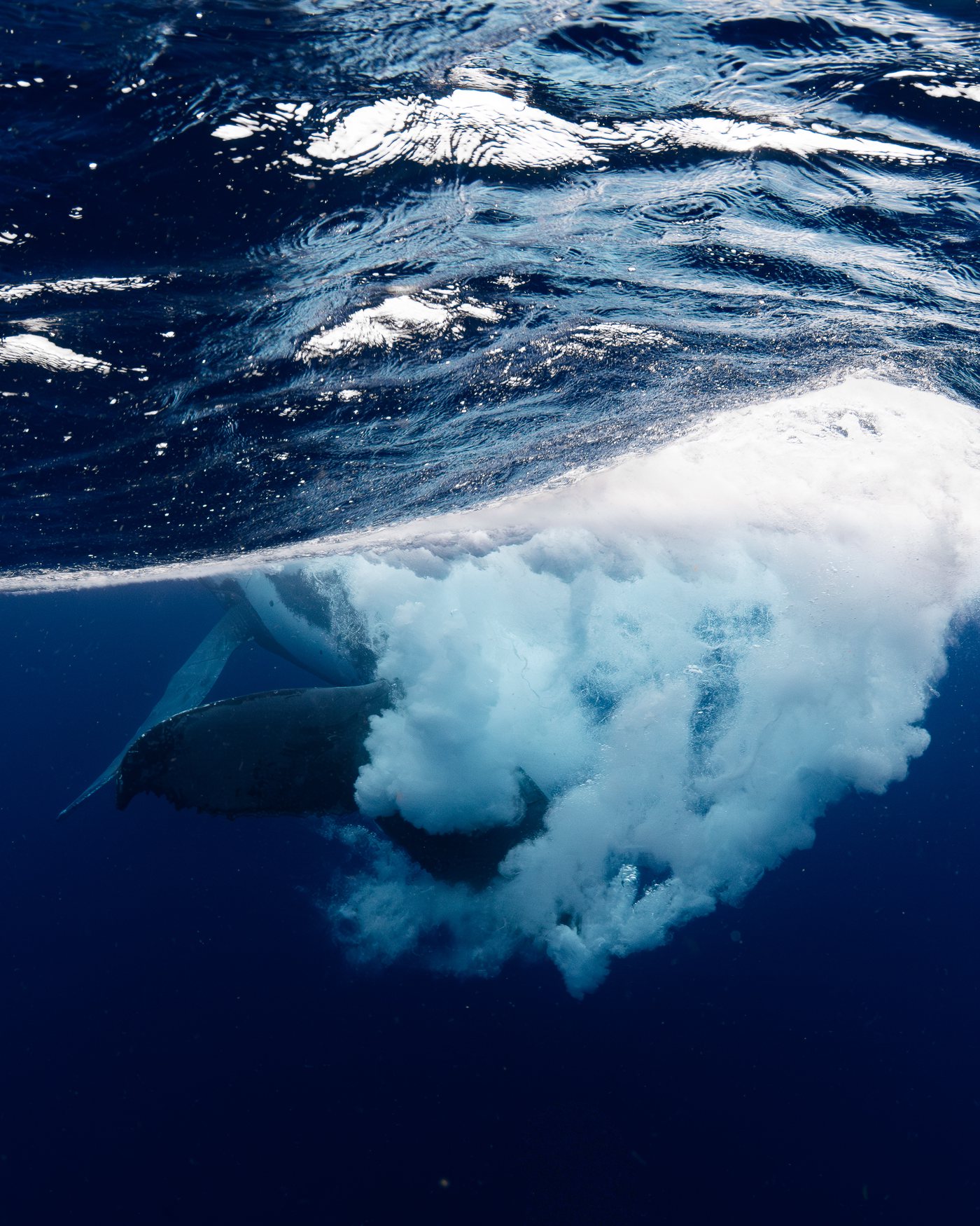 phish-waterhabitat-Whale-tonga-2025-008