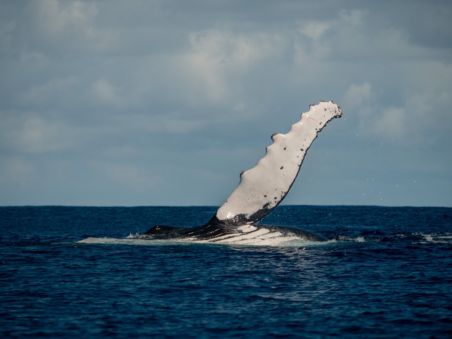 Field hero background