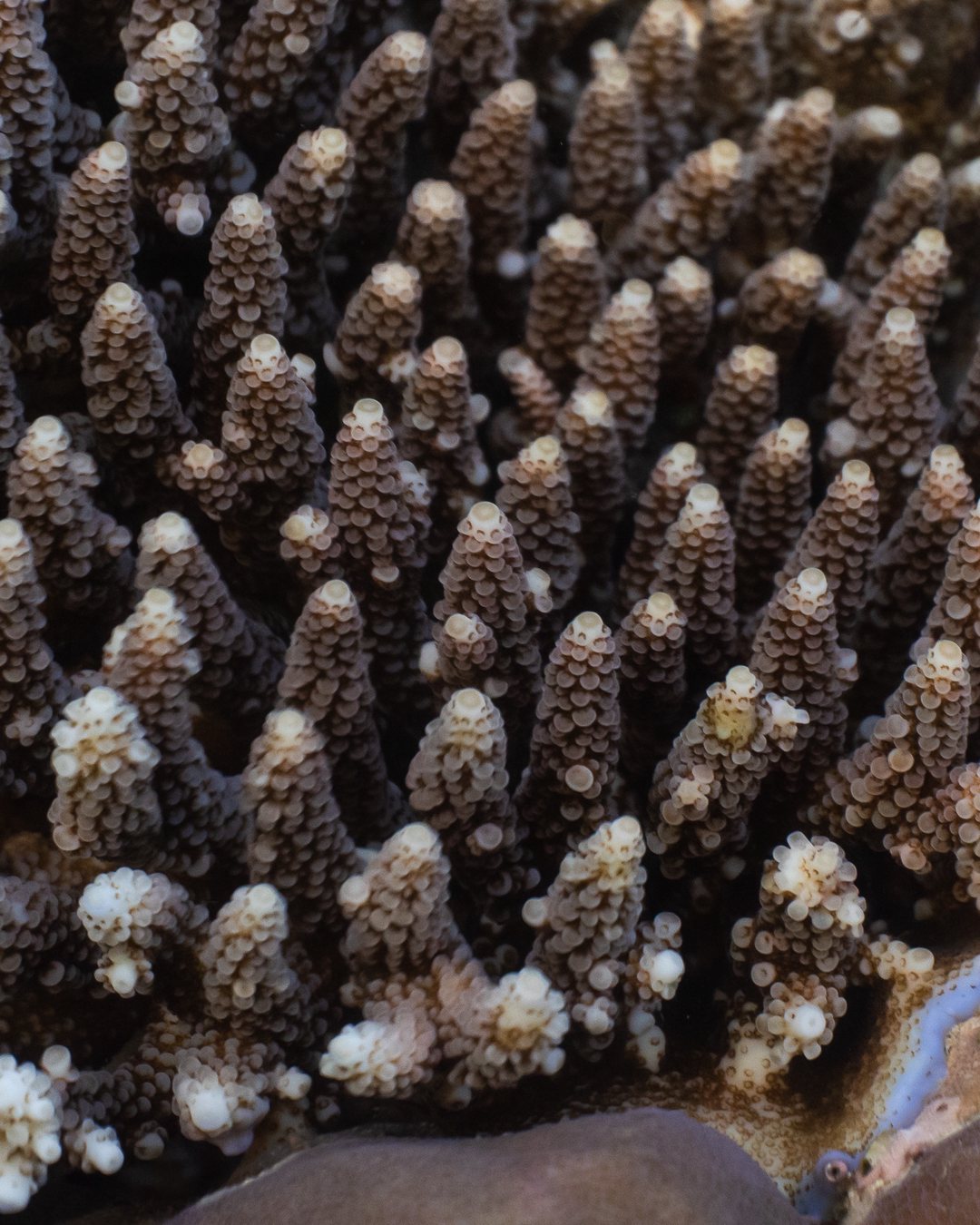 Red jellyfish near sunlit surface