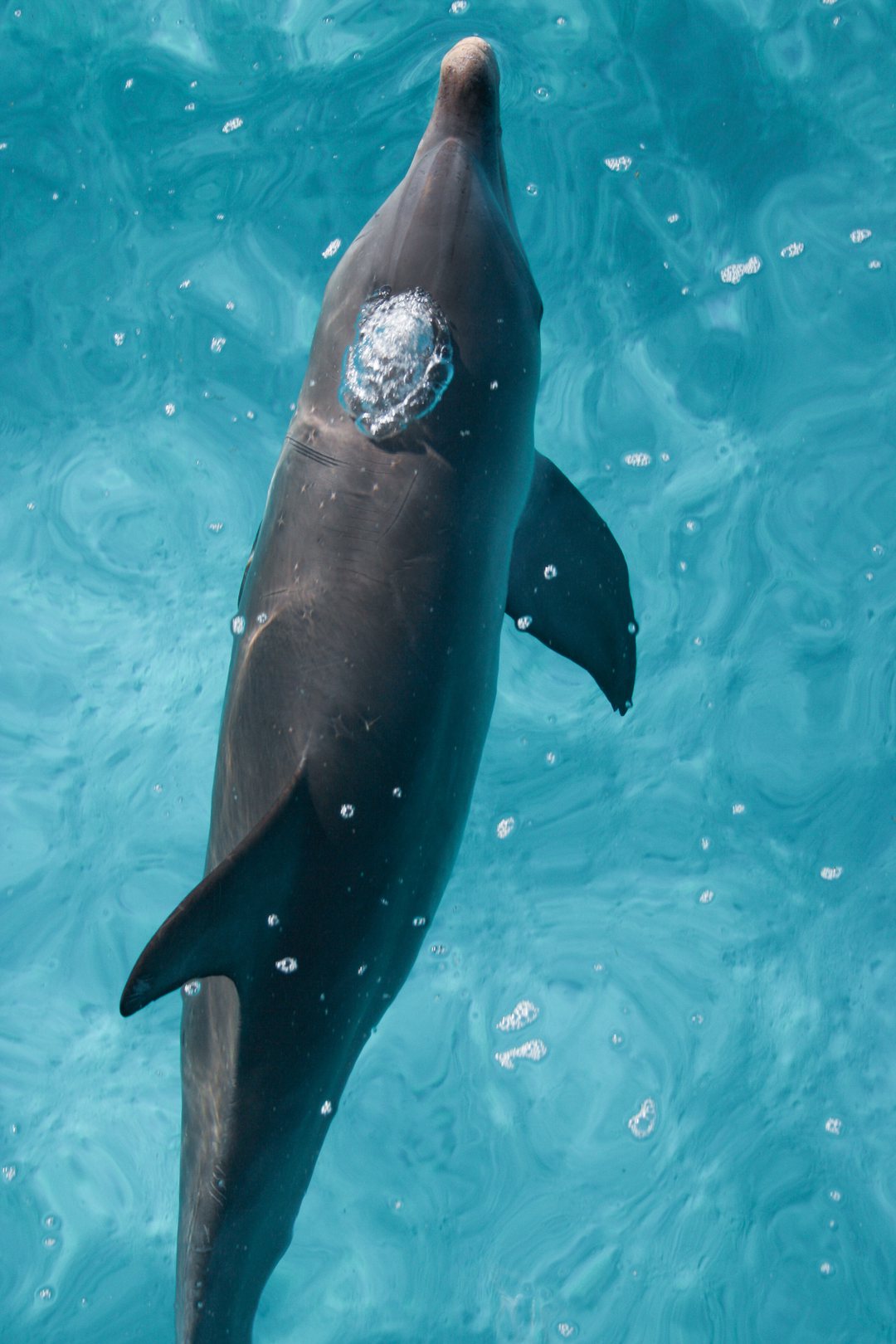 Dolphin turning in shallow turquoise water