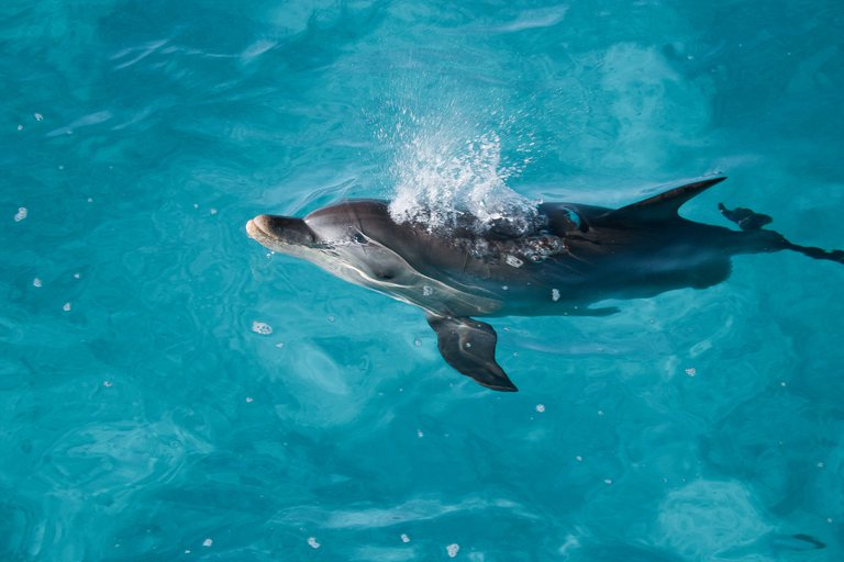 Dolphin ningaloo 003