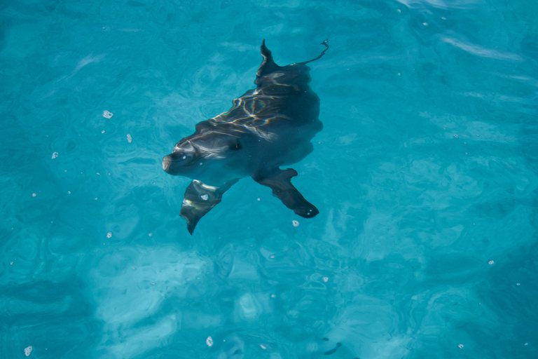 Dolphin ningaloo 004
