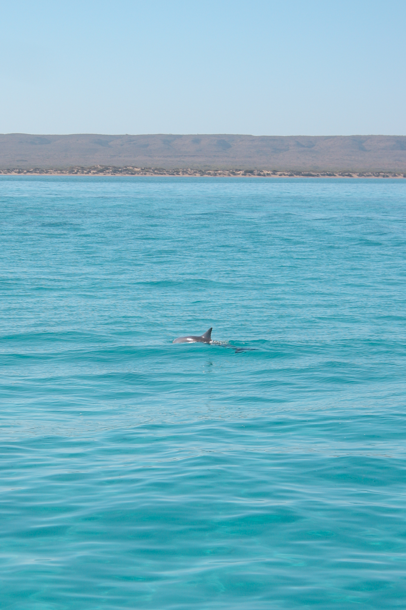 Dolphin ningaloo 005
