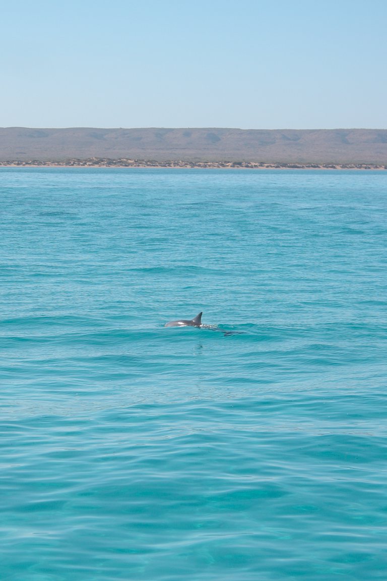 Dolphin ningaloo 005