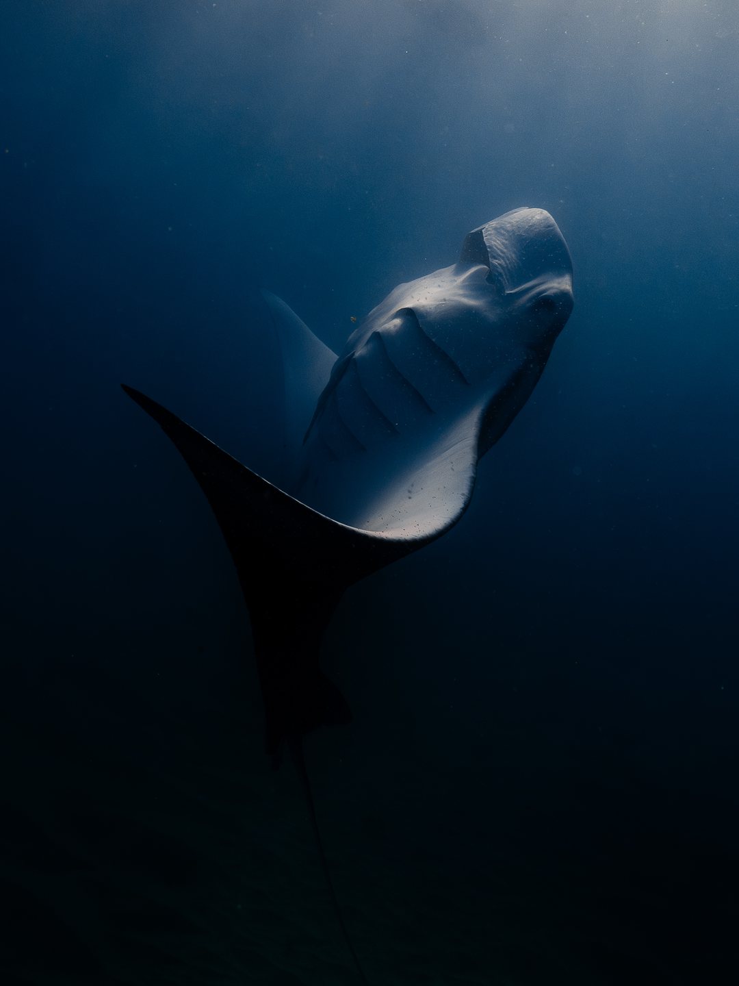 Favourite Ningaloo manta ray