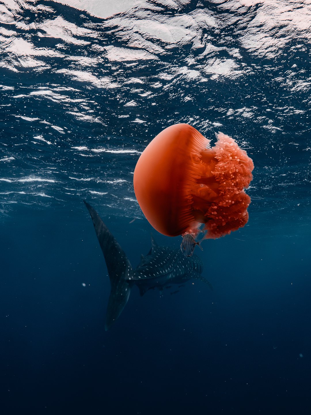 Favourite Ningaloo jellyfish with whale shark