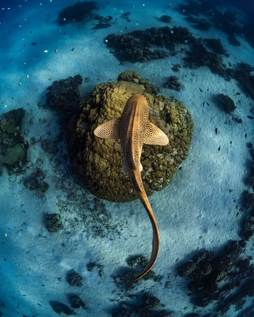 Favourite Ningaloo leopard shark from above