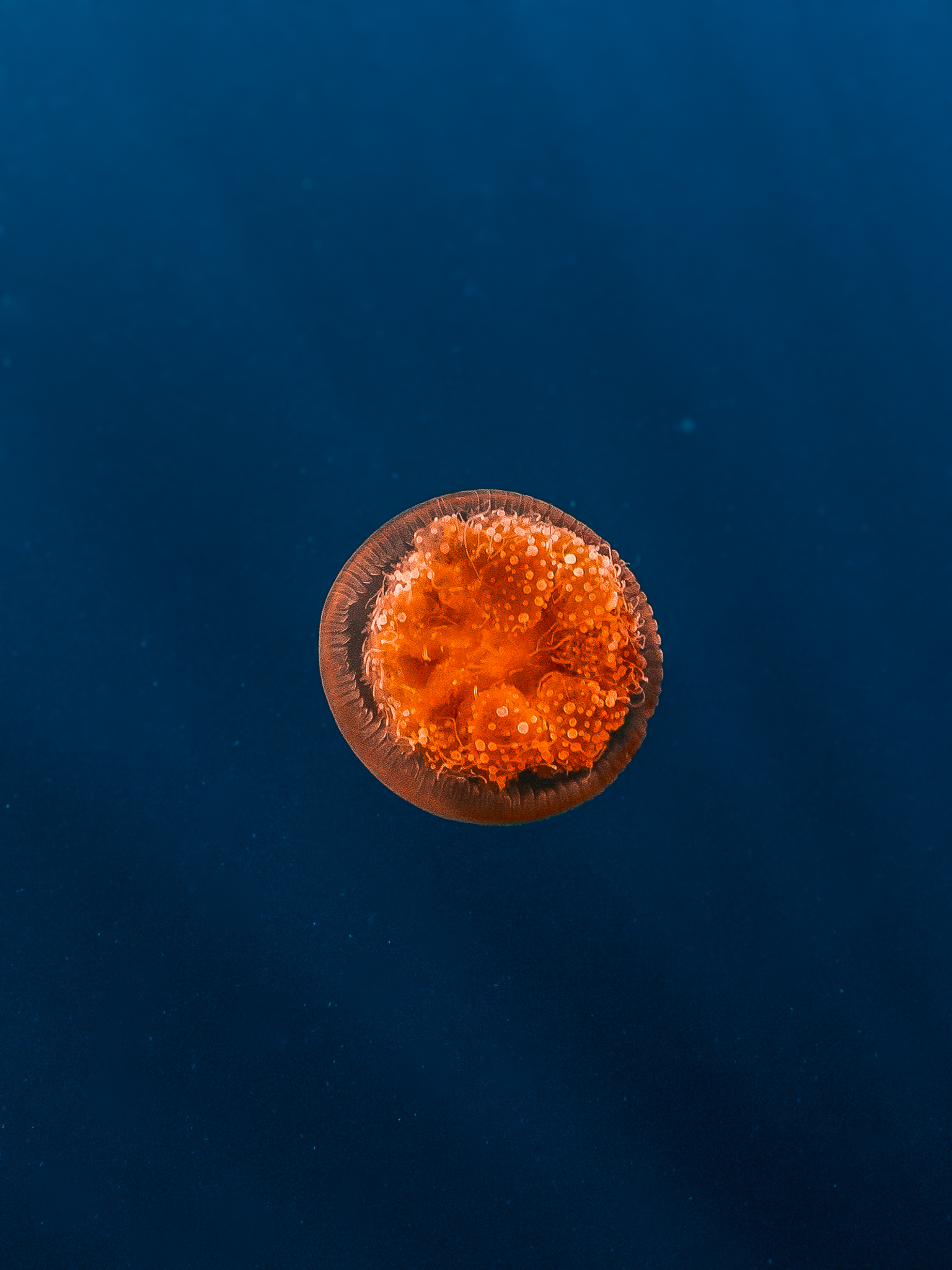 Jellyfish ningaloo 001