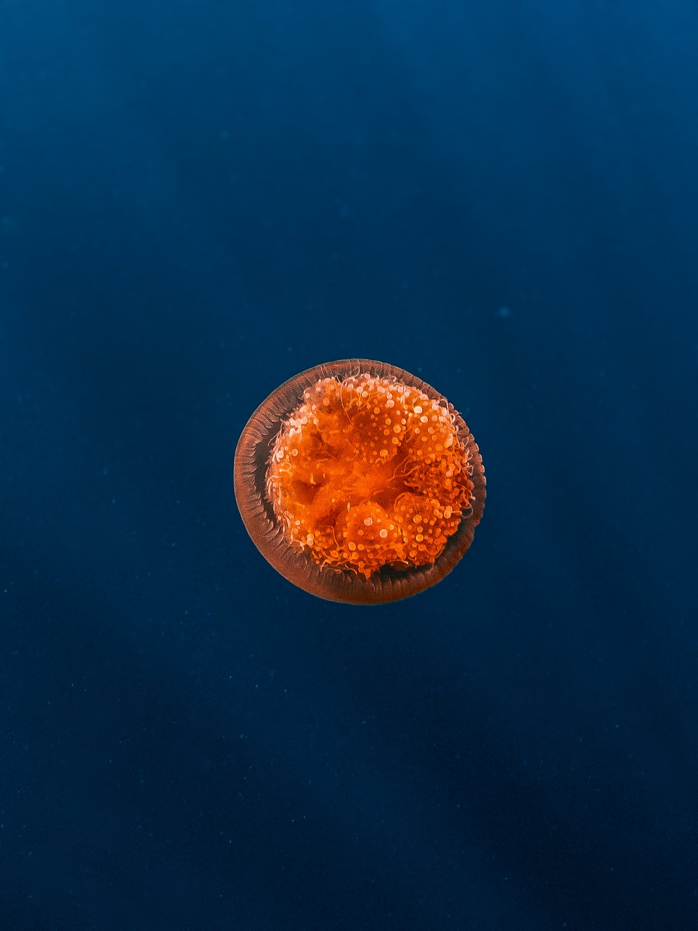 Jellyfish ningaloo 001