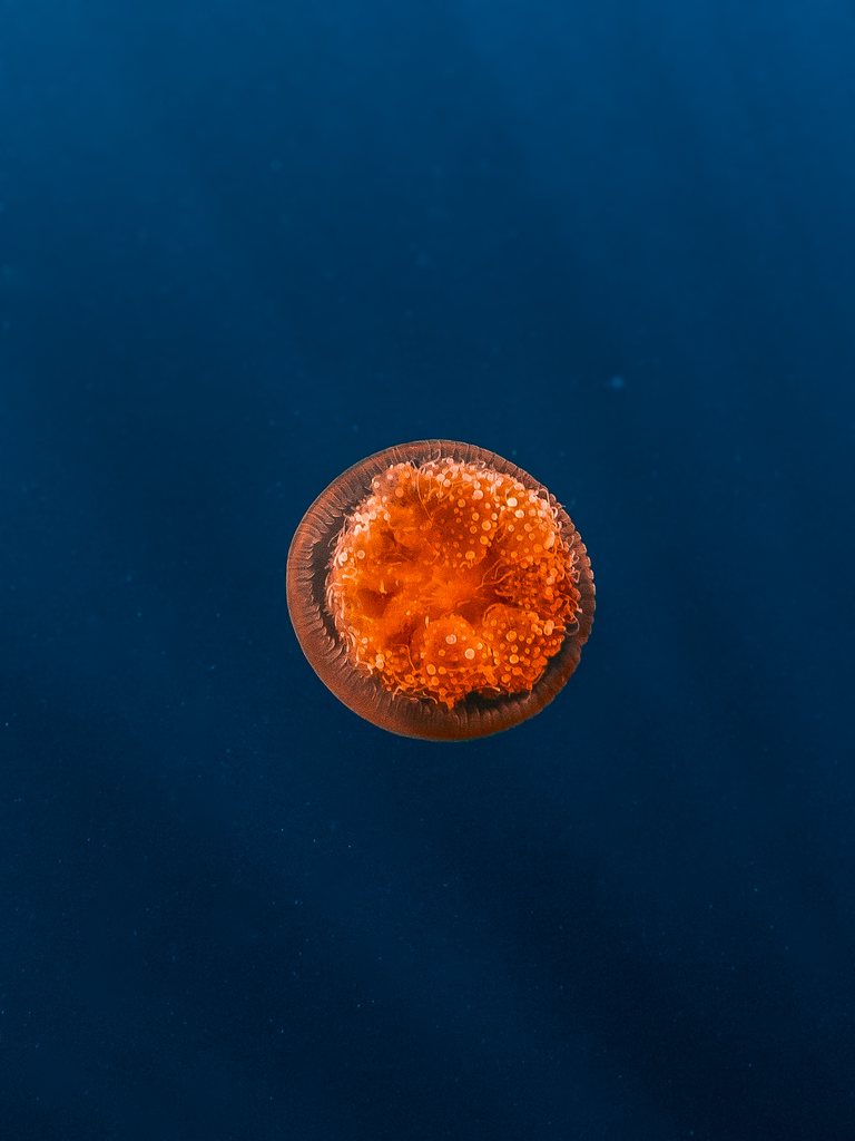 Jellyfish ningaloo 001