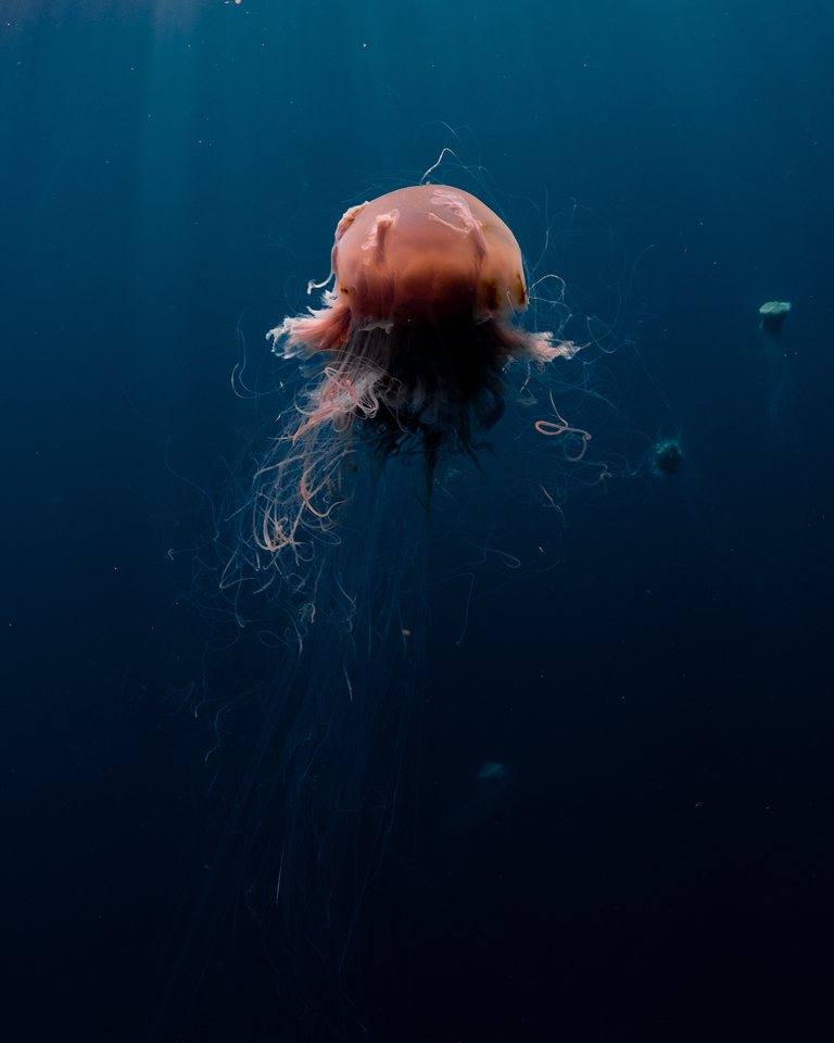 Jellyfish ningaloo 004