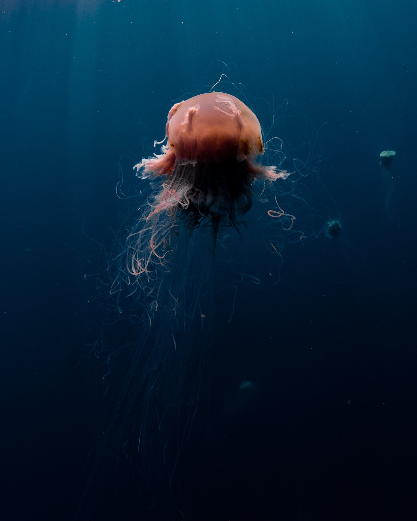 Jellyfish ningaloo 004