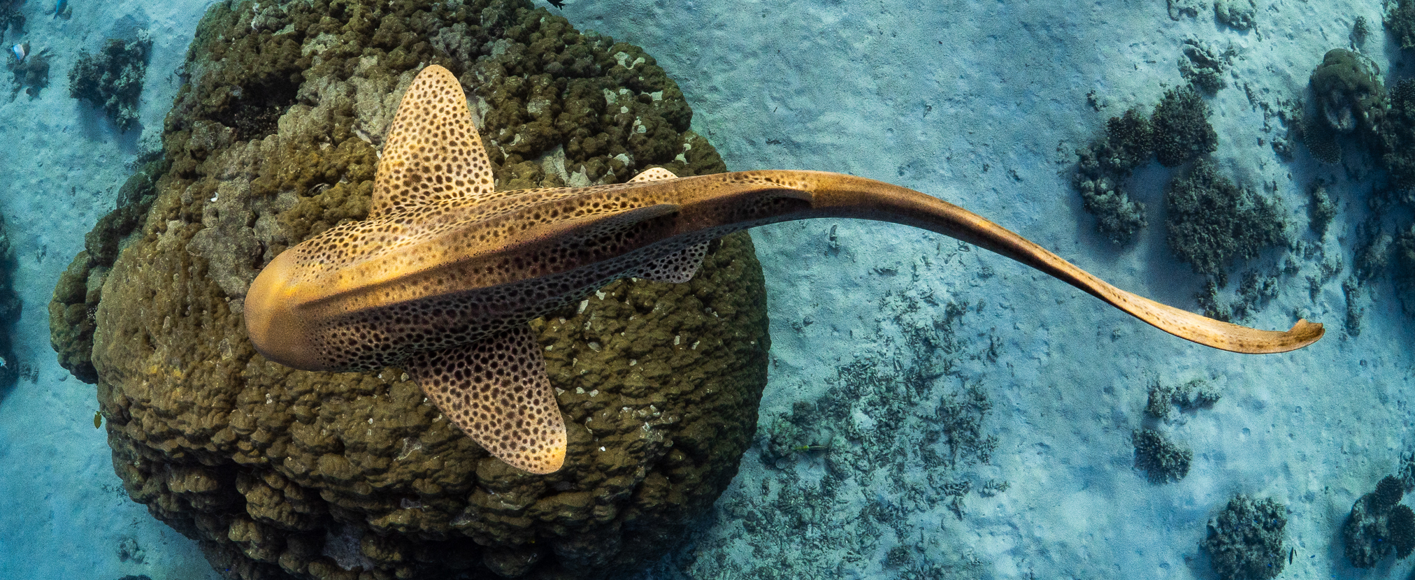 Who is PHISH hero image