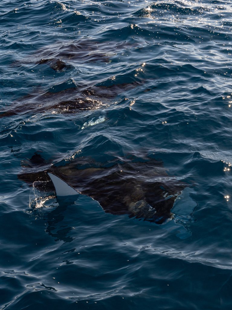 Manta ningaloo 007