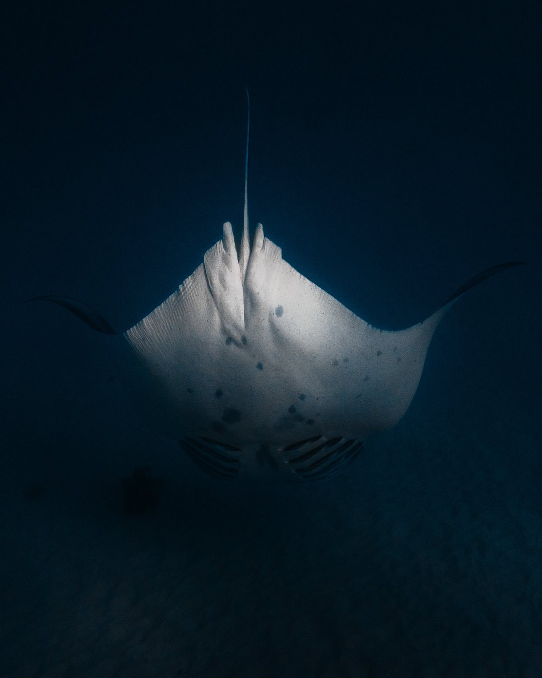 Manta ray in blue water
