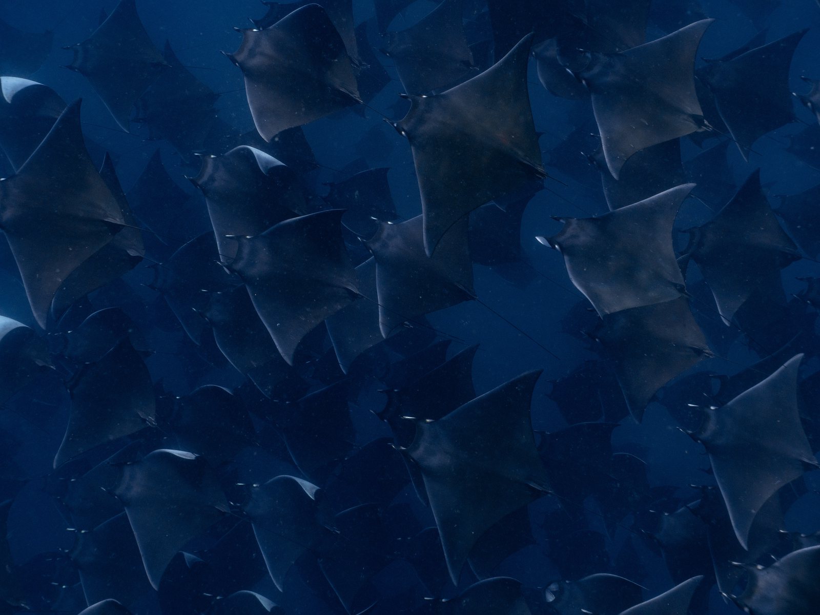 Mobula rays at the surface