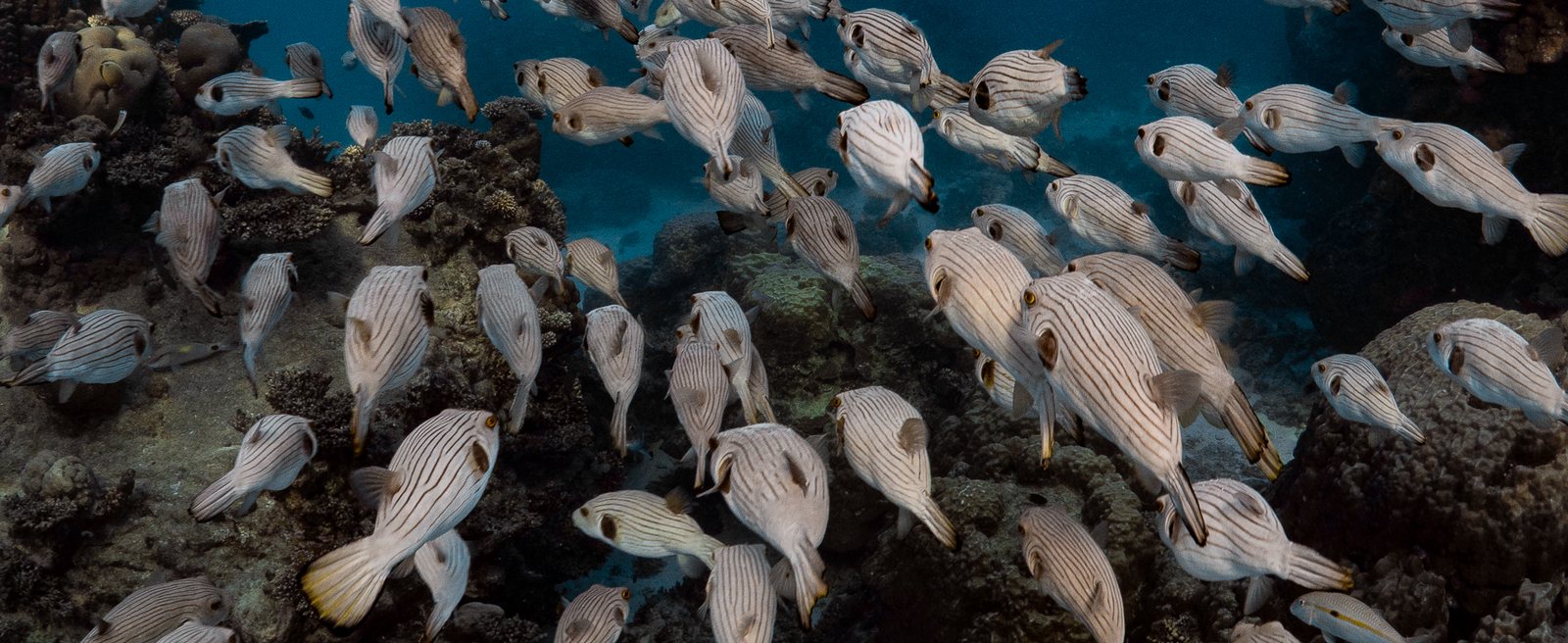 Puffers ningaloo 001