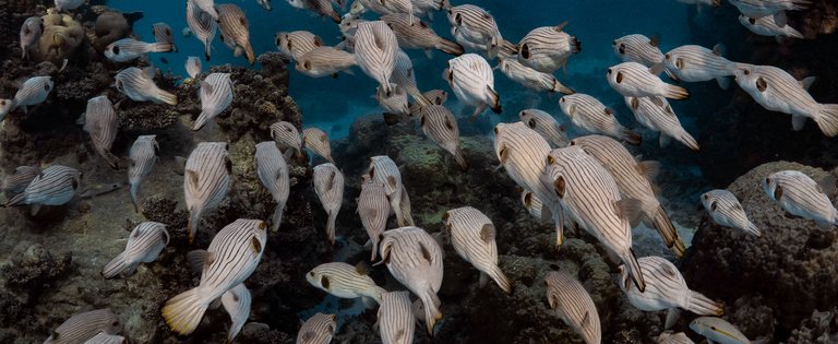 Puffers ningaloo 001