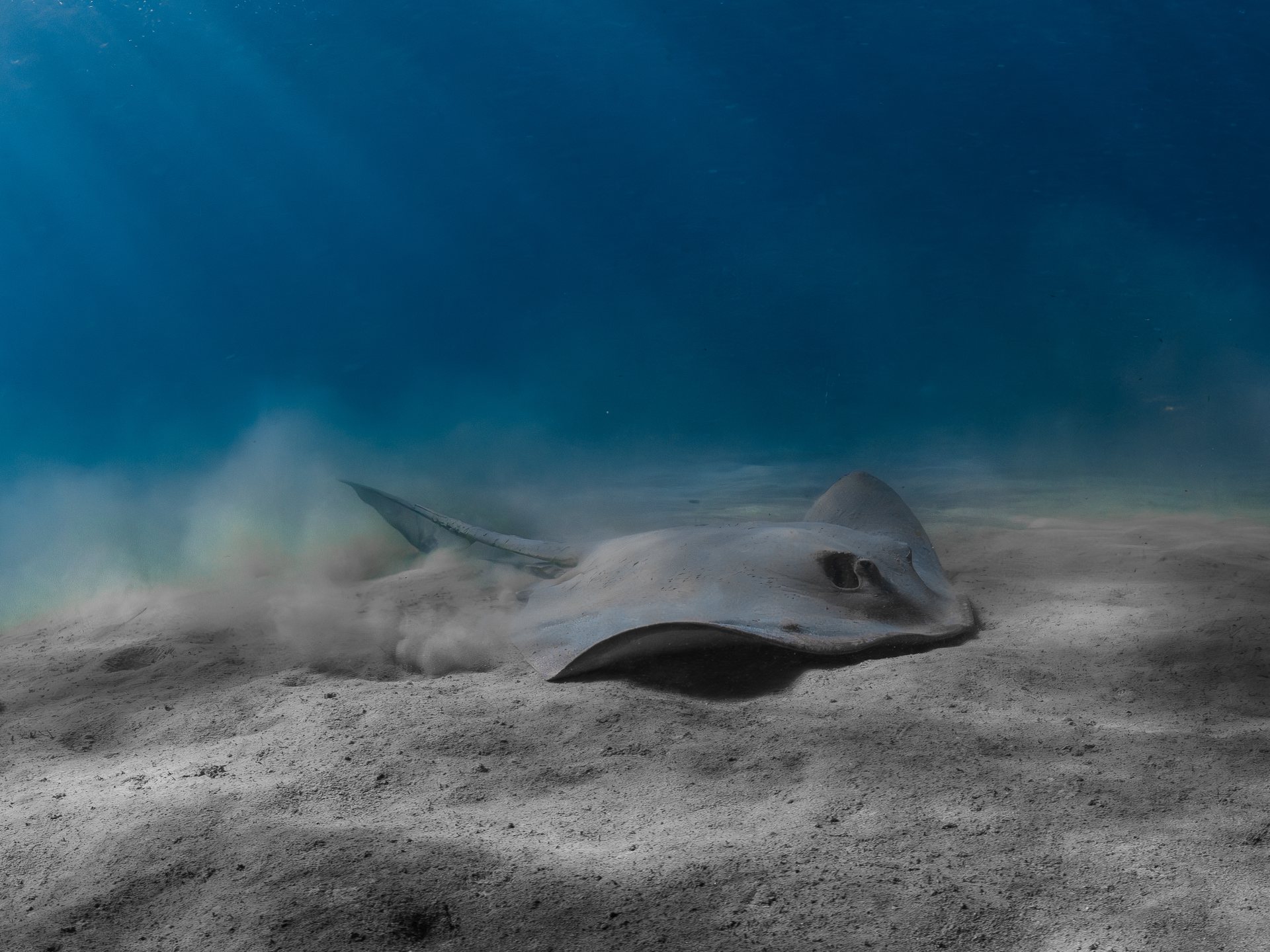 Ray resting on the seafloor