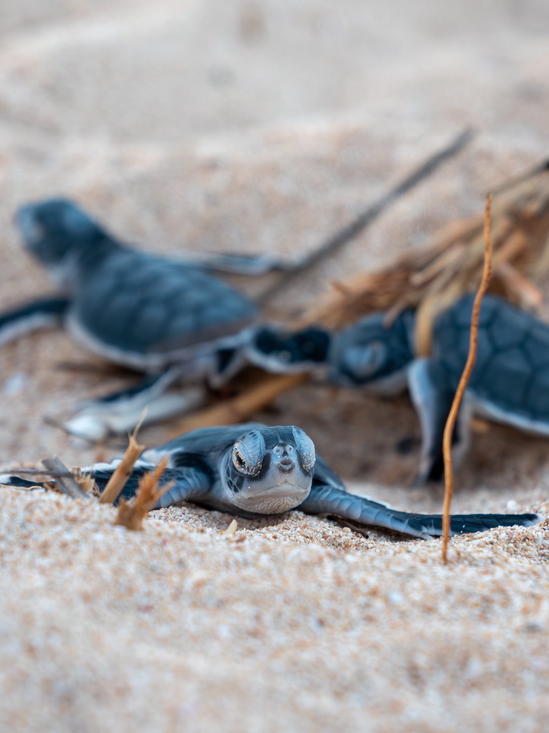 Baby Turtles