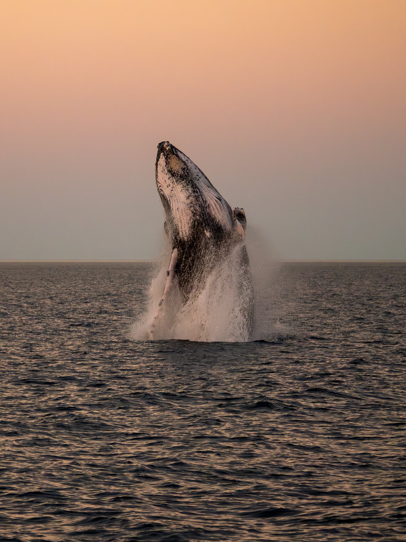 Whale ningaloo 008