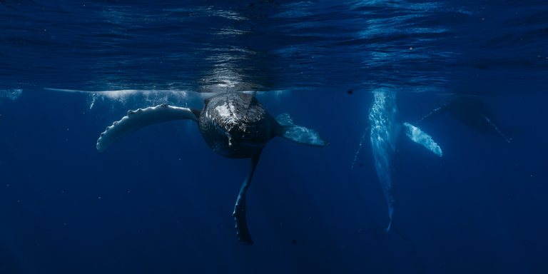 phish-waterhabitat-Whale-tonga-2025-012