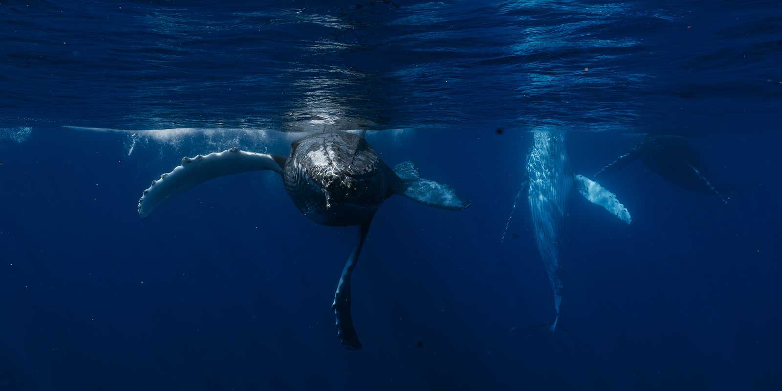 phish-waterhabitat-Whale-tonga-2025-012