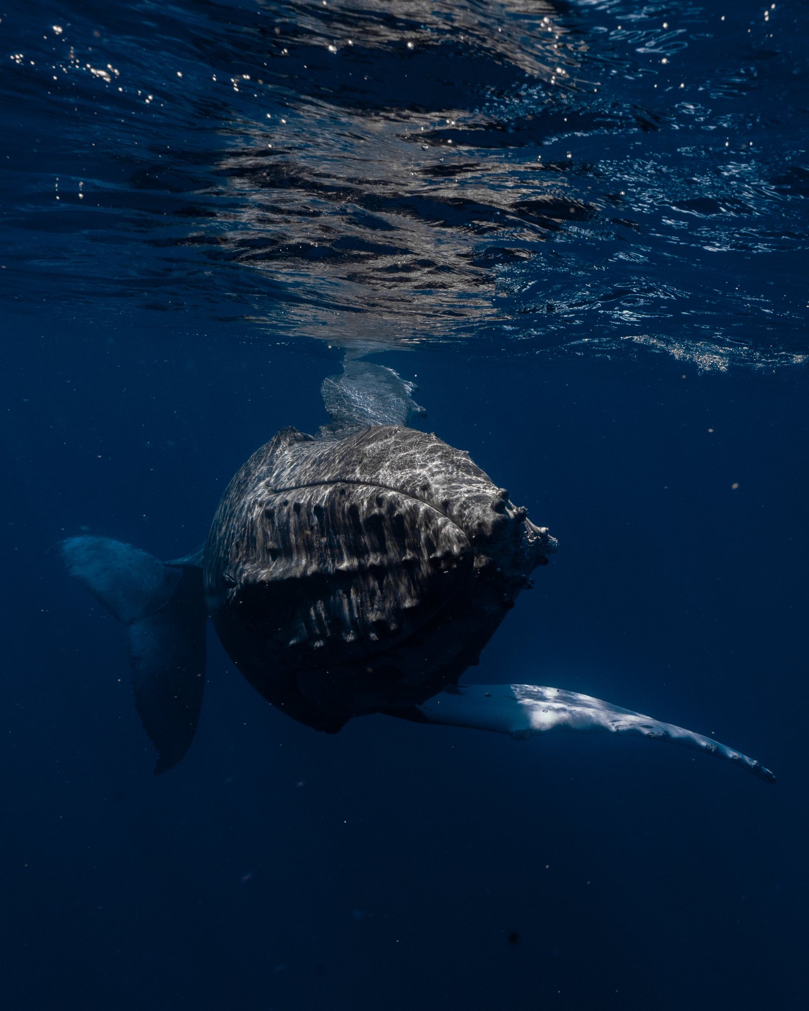 phish-waterhabitat-Whale-tonga-2025-013