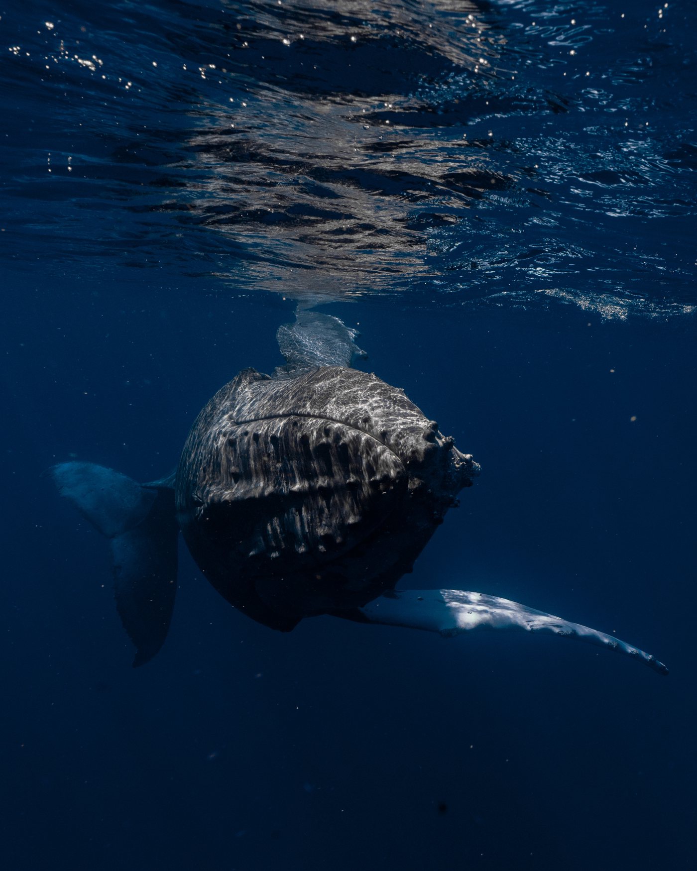 phish-waterhabitat-Whale-tonga-2025-013