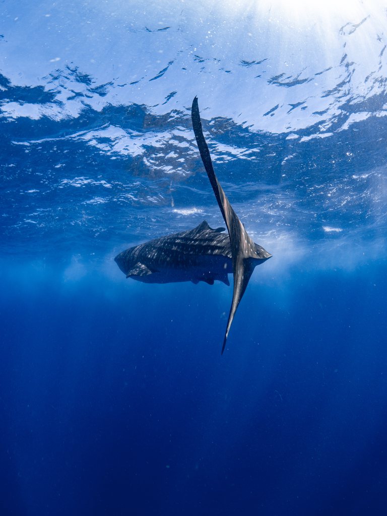 Whaleshark ningaloo 003