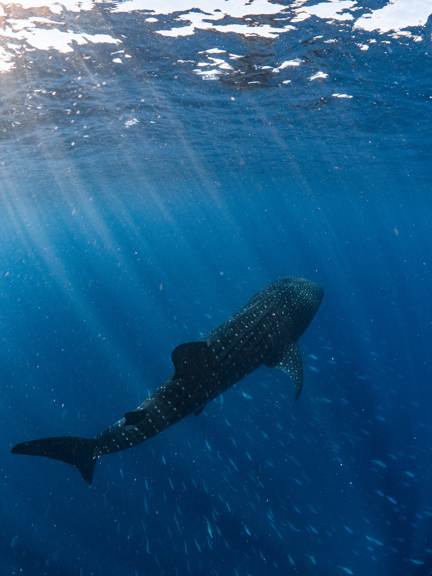 Whaleshark ningaloo 004