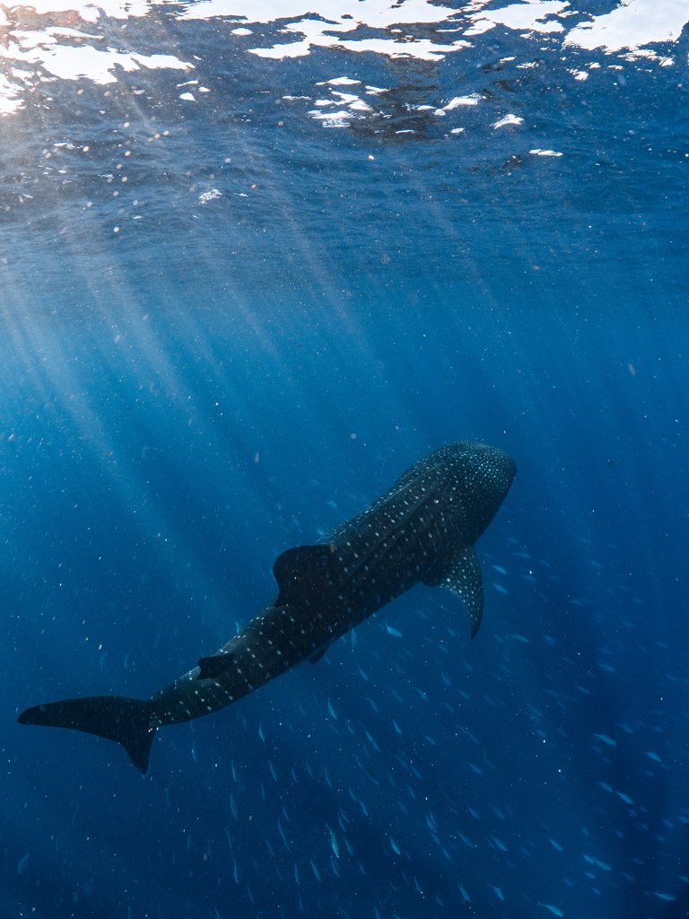Whaleshark ningaloo 004
