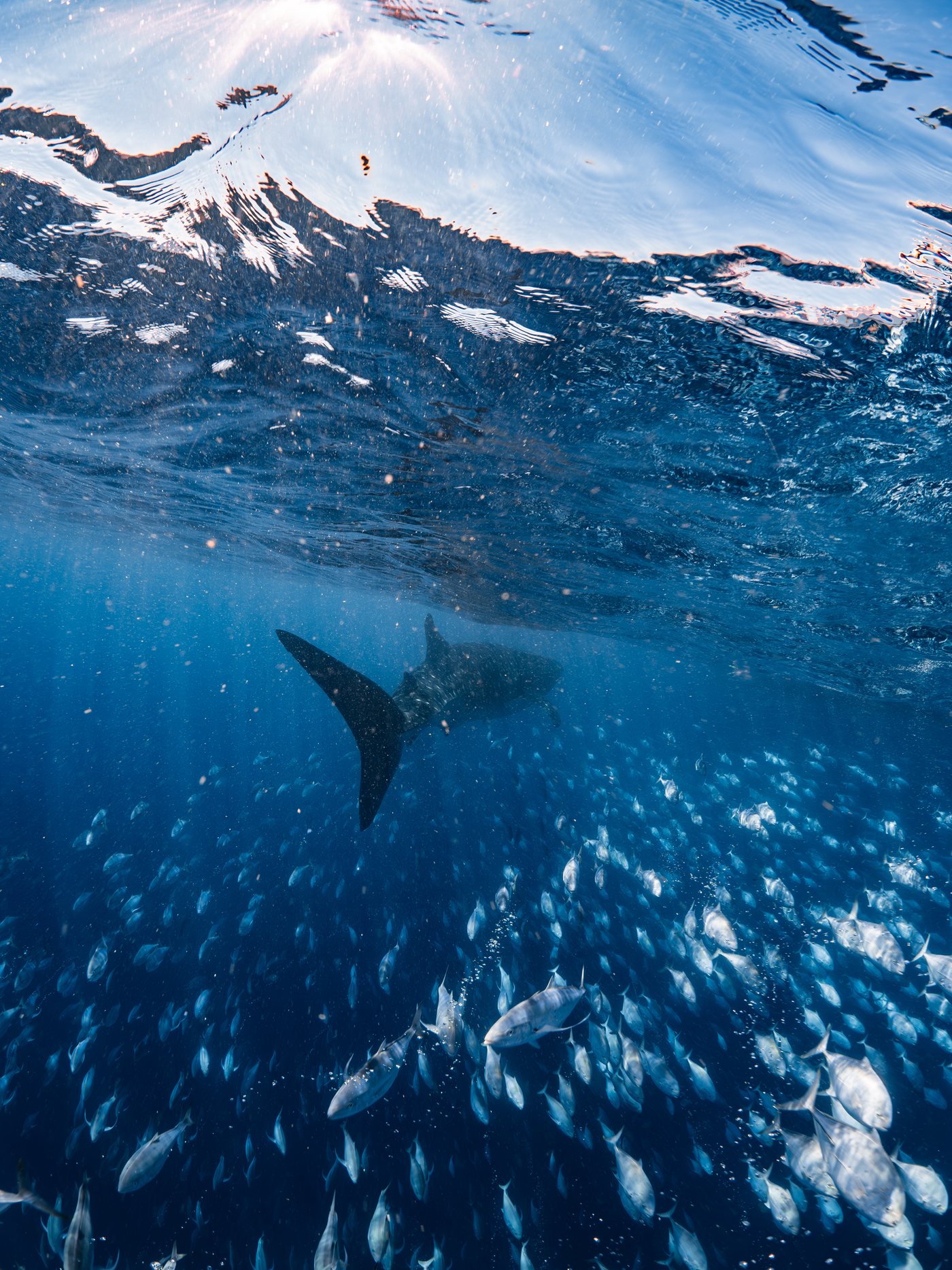 Whaleshark ningaloo 005