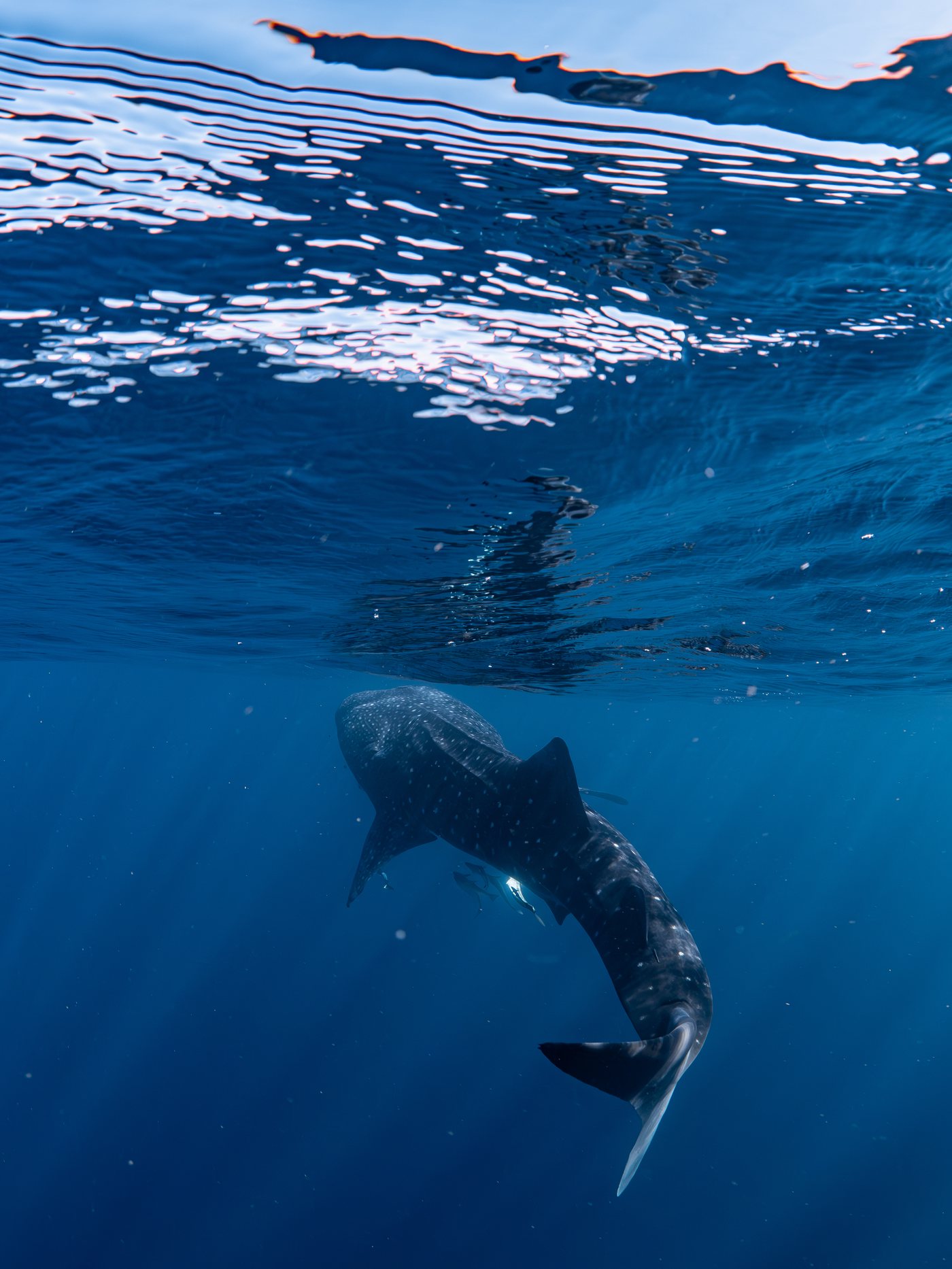 Whaleshark ningaloo 008
