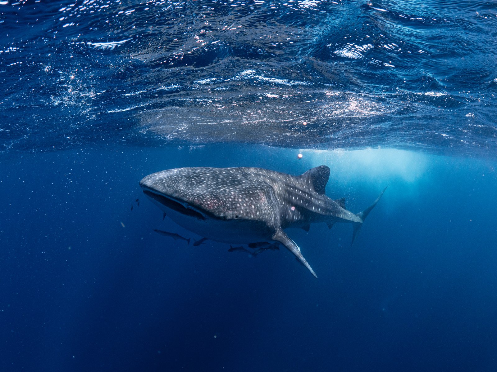 Gratitude section background