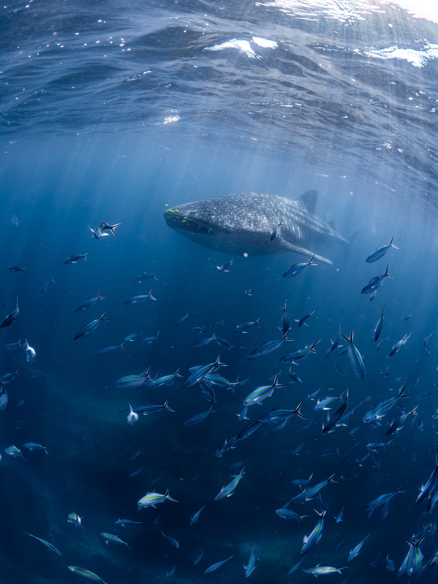 Whaleshark ningaloo 011