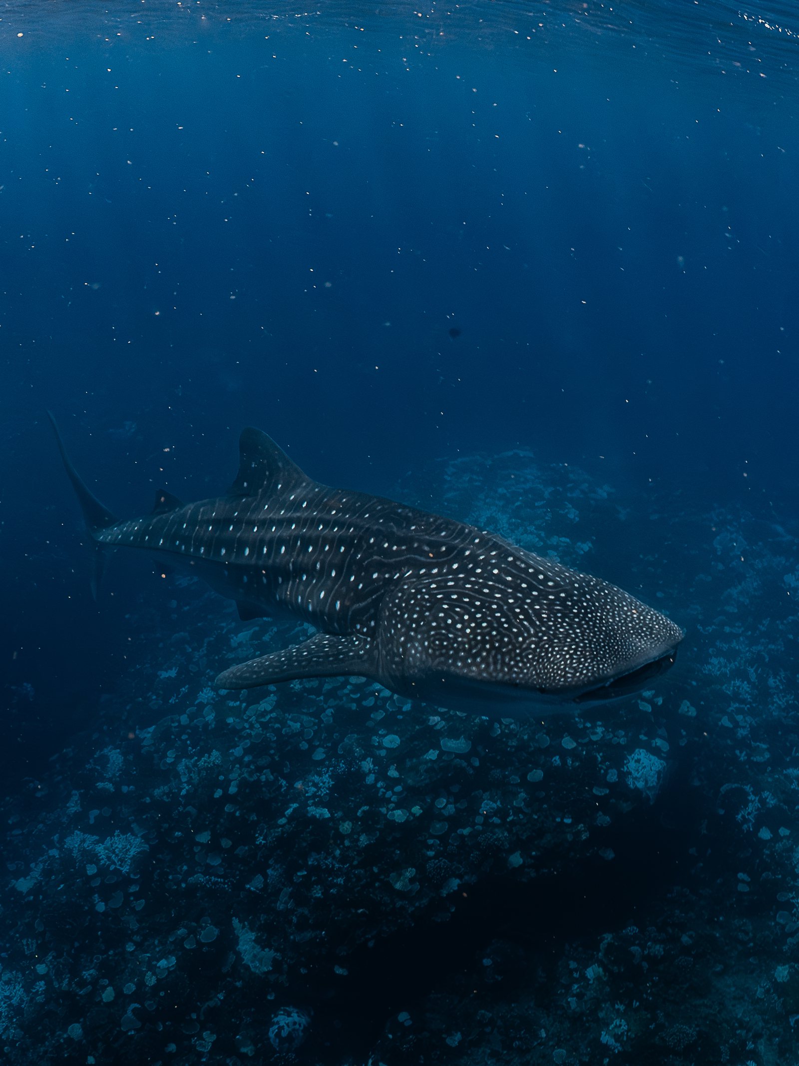 Whaleshark ningaloo 2025 006