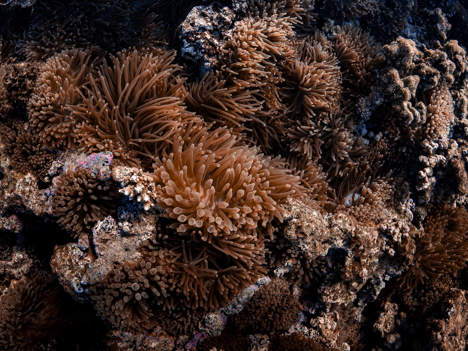 Coral ningaloo
