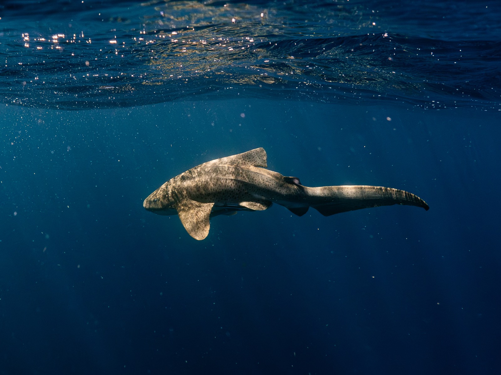 Leopardshark ningaloo