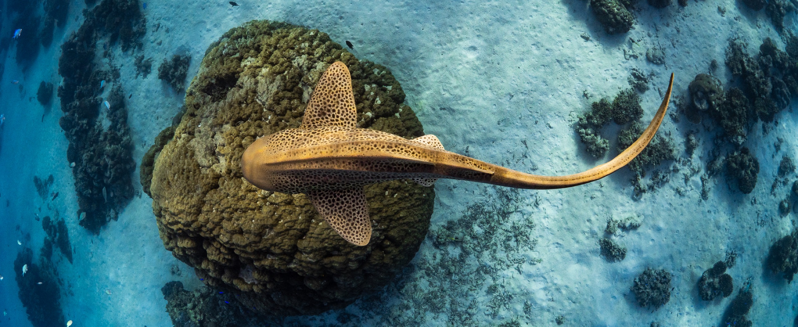 Leopardshark ningaloo