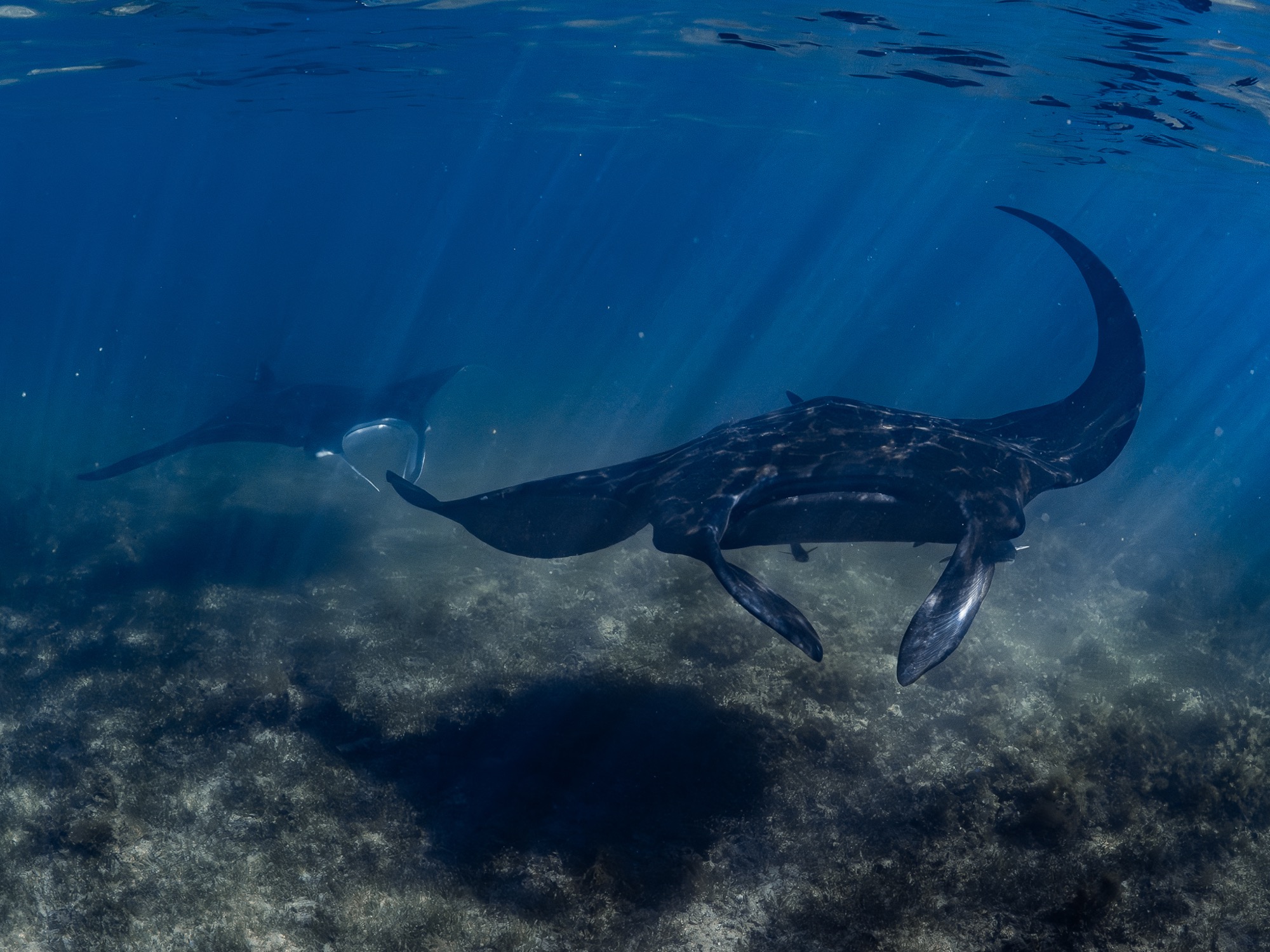 Manta ningaloo