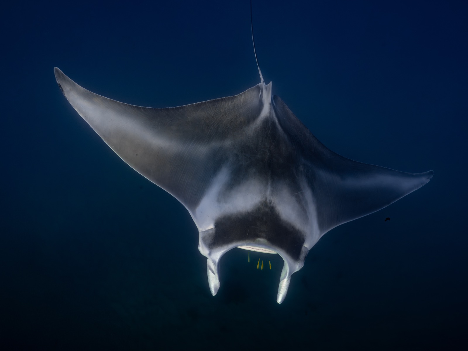 Manta ningaloo