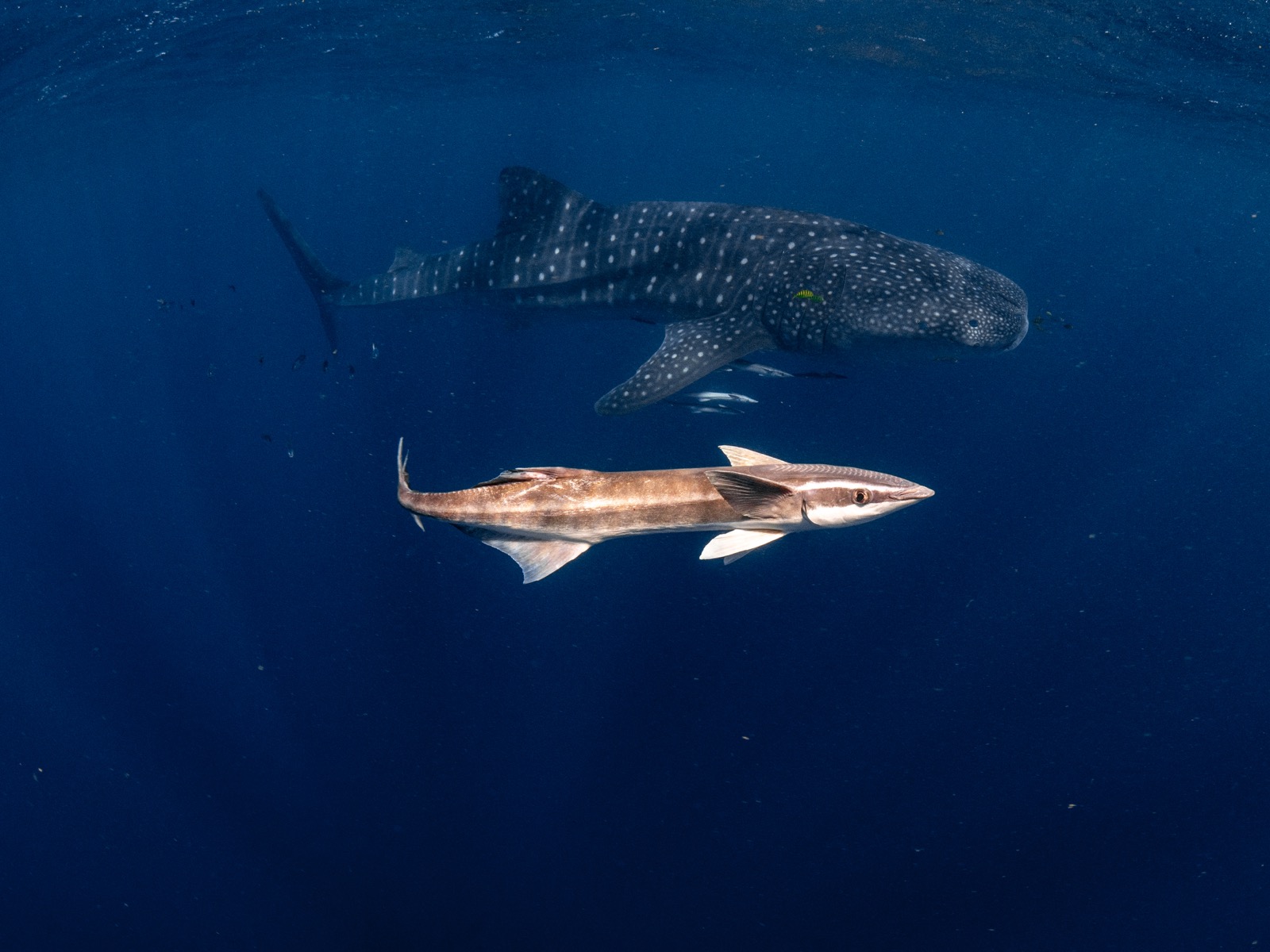Whaleshark ningaloo