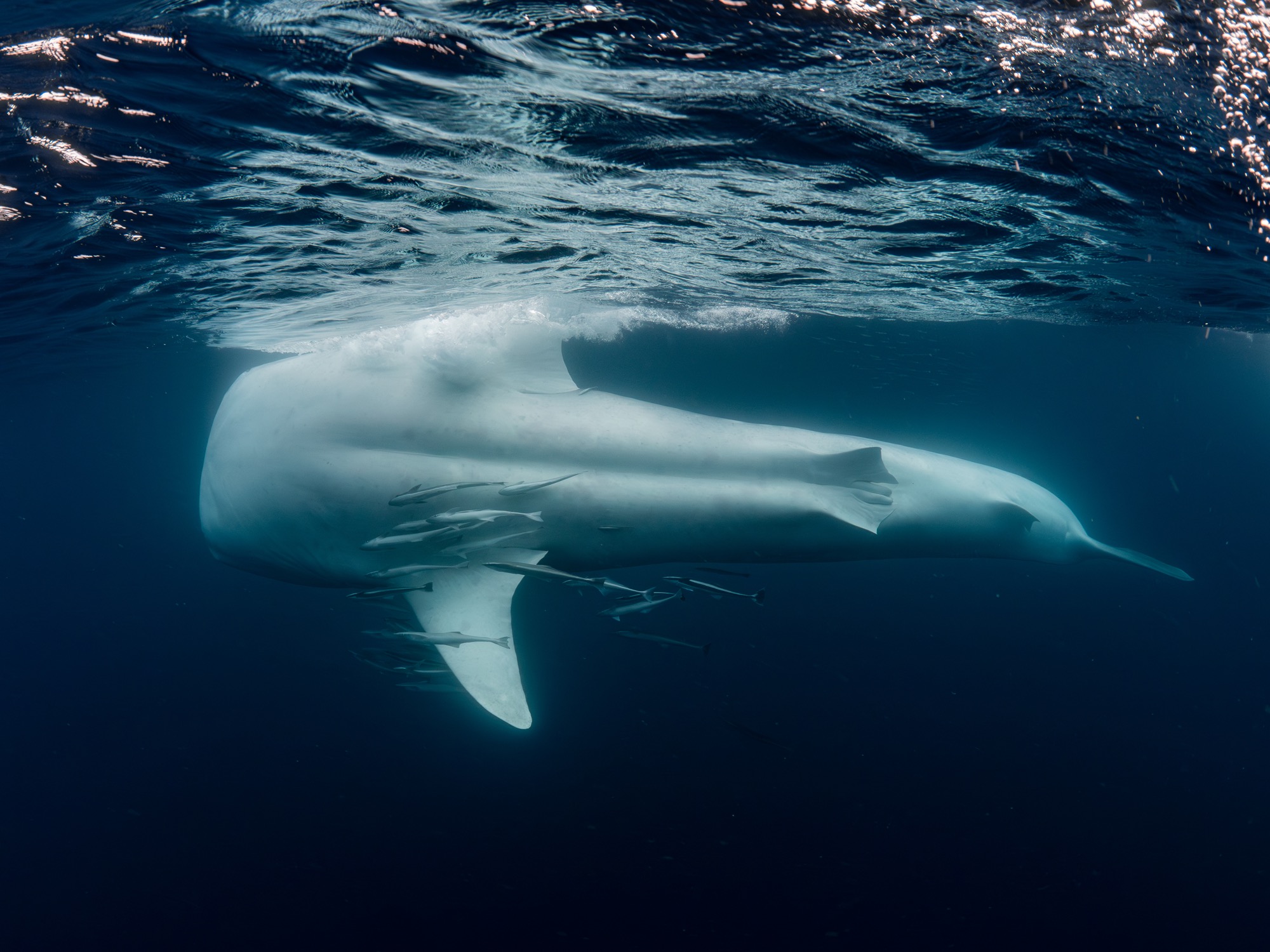 Whaleshark ningaloo