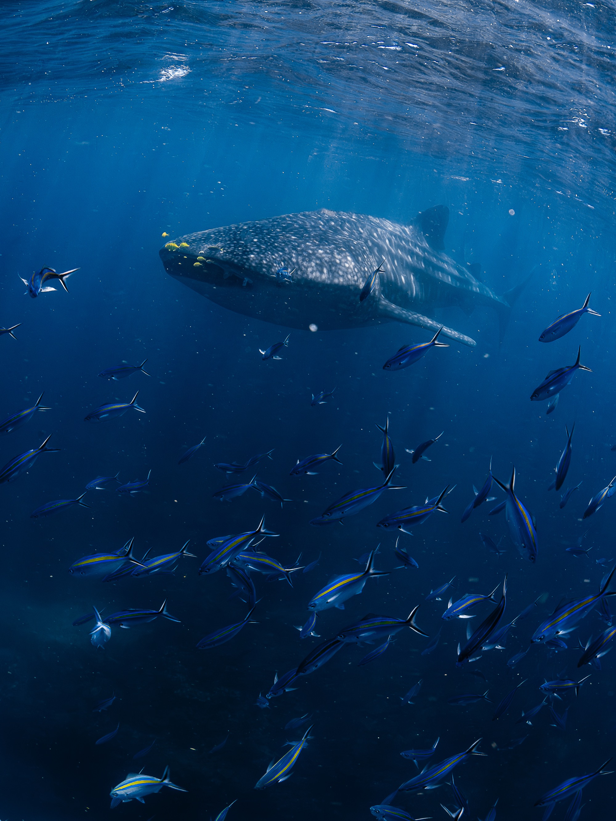 Whaleshark ningaloo
